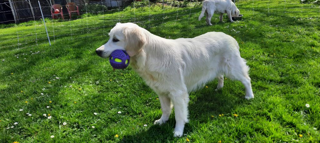 Sally pretty girl du Domaine D'ambroise